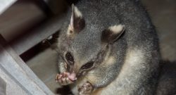 Get To Know Possum Removal Better