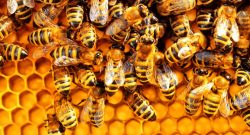 Simple steps of starting beekeeping at home
