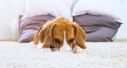 Get Rid Of Dog Urine Smell and Stain on Carpets
