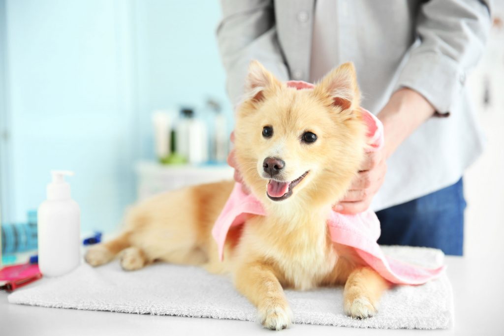 mobile pet grooming coral gables