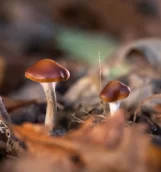 mushroom bar canada