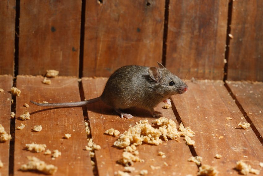 mouse exterminator